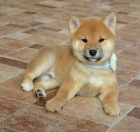 Shiba Inu krásná štěňátka
