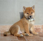 Shiba Inu krásná štěňátka