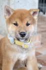 Shiba Inu krásná štěňátka