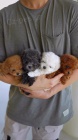 Černá, meruňková, bílá a hnědá mini hračka štěňata pudla k adopci. 