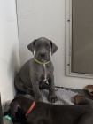 Prodám zdravá očkovaná štěňata německé dogy