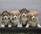 Prodám štěňata Pembroke Welsh Corgi.
