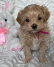 Prodám štěňata Maltipoo.
