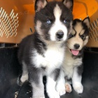 Prodm tata Pomskies (kenec sibisk husky a pomeranian)