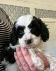 Prodám očkovaná a odčervená štěňata Cavapoo mini.