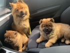 au au(chow chow) tata na prodej.