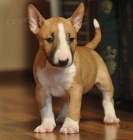 Prodám štěňata MINI BULLTERIÉRA