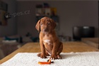 Rhodéský ridgeback - štěňata