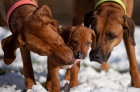 Rhodéský ridgeback - štěňata