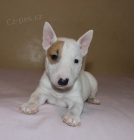 Mini bulteriér štěňata