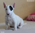 Mini bulteriér štěňata