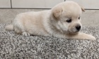 krásná štěňátka shiba inu