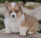 corgi, štěňata welsh pembroke