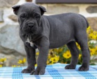 Prodám štěňata italského Cane Corso