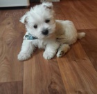 Prodm mini mini tata West Highland White Terriers