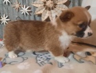 corgi, pembroke velšská štěňata
