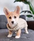 Prodám štěňata Pembroke Welsh Corgi.