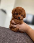 mini hraka tata pudla k adopci. ttka 