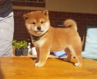 ŠTĚŇATA MINI SHIBA INU
