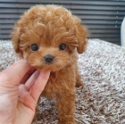 mini štěňata toy pudl k adopci.