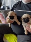 Mops tata bez PP