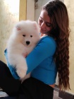 Samojed štěňata