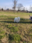 Samojed štěňata