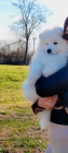 Samojed štěňata