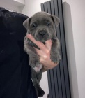 Prodám zdravá štěňata stafordšírského bulteriéra