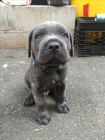Prodám štěňata italského Cane Corso
