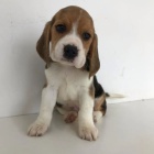 ŠTĚŇATA BEAGLE