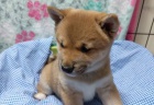 Prodám rozkošná miminka štěňata shiba inu