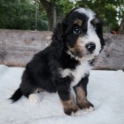 Prodám štěňata Bernedoodle.