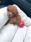 Štěňata toy pudla k adopci.