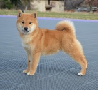 Shiba Inu tata