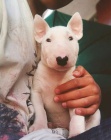 Prodám štěňata MINI BULLTERIÉRA