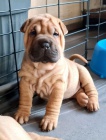 Prodám zdravá štěňata očkovaná shar-pei.