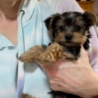YORKIPOO ŠTĚNĚ