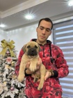 Presa Canario štěňata