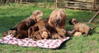 Briard - plav ttka