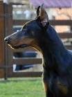 DOBERMAN štěňata na prodej