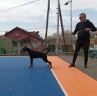 DOBERMAN štěňata na prodej