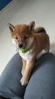 ŠTĚŇATA MINI SHIBA INU
