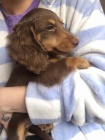 Krásná dlouhosrstá štěňata jezevčíka velikosti králíka k dispozici a připravena k prodeji. Pouze pro vážné osoby.