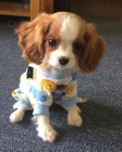 Prodám štěňata kavalír King Charles španěl.