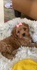 Prodám ZDRAVÁ a OČKOVANÁ štěňata Maltipoo.