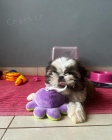 Prodám štěňata SHIH TZU