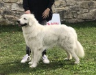 Slovensk uva s PP