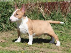 Mini bulteriér štěňata