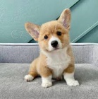 Corgi štěňata K Adopci